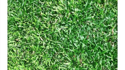 GRASS: Allergen or Not An Allergen?