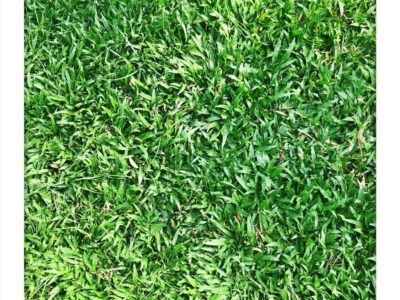 GRASS: Allergen or Not An Allergen?